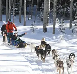 Snow Buddy Sled Dog Adventures